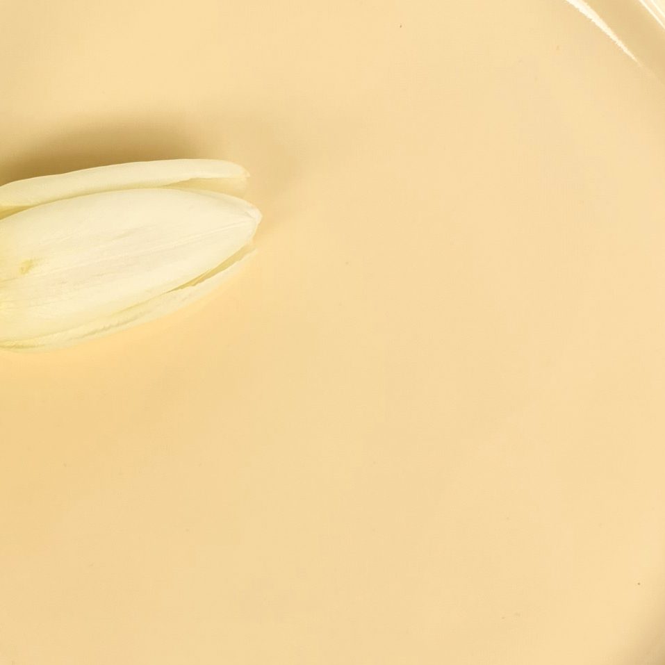 Close-up of creamy Ivory glaze on a handmade porcelain plate with a white tulip petal
