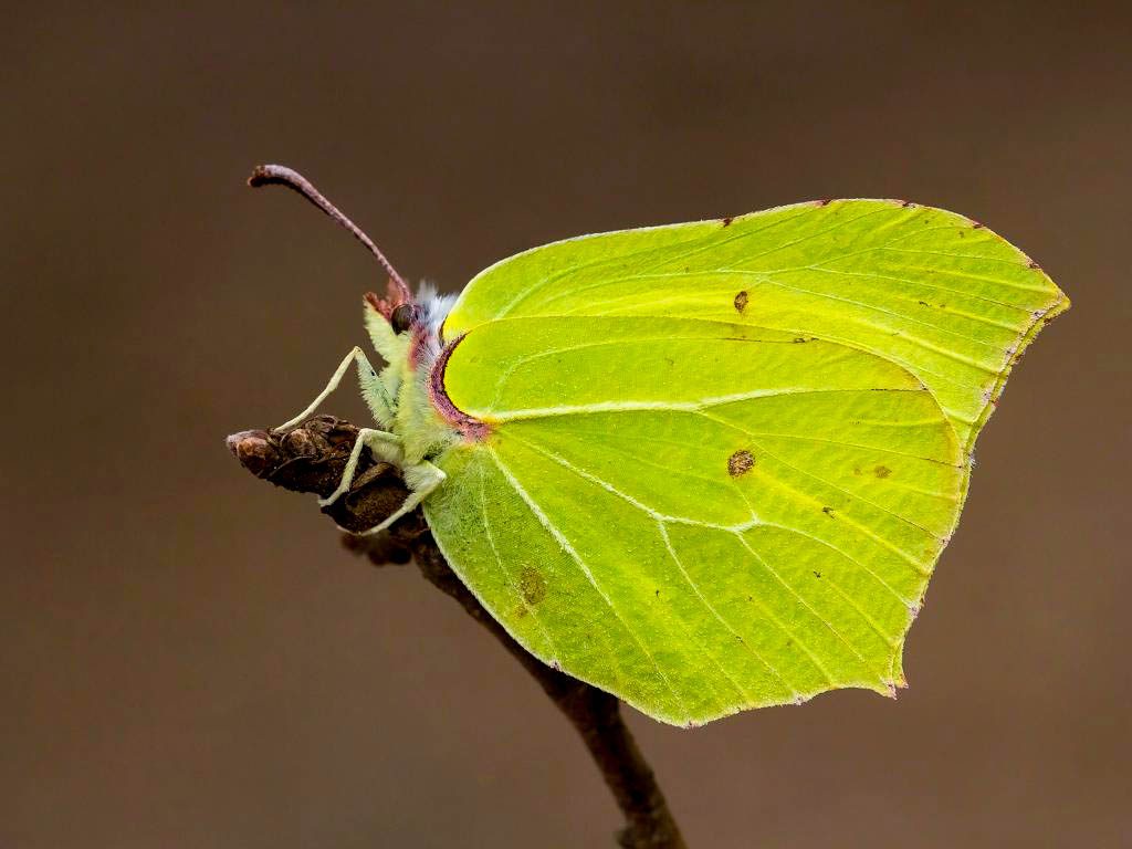 butterfly lime color